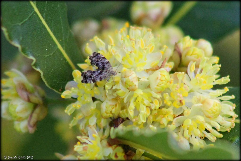 Ident. farfalla 2 - Anthophila fabriciana